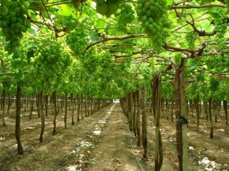 Как сделать надежную шпалерную систему для виноградника своими руками?